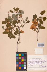 Rosa acicularis Lindl., Eastern Europe, Northern region (E1) (Russia)