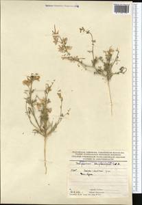 Delphinium camptocarpum Fisch. & C.A.Mey., Middle Asia, Karakum (M6) (Turkmenistan)