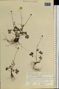 Ranunculus propinquus subsp. propinquus, Siberia, Western Siberia (S1) (Russia)