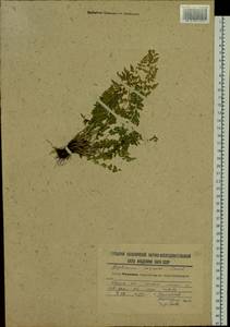 Asplenium incisum Thunb., Siberia, Russian Far East (S6) (Russia)