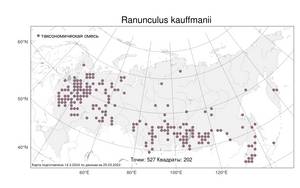 Ranunculus kauffmanii P. Clerc, Atlas of the Russian Flora (FLORUS) (Russia)