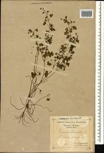 Geranium rotundifolium L., Caucasus, Black Sea Shore (from Novorossiysk to Adler) (K3) (Russia)