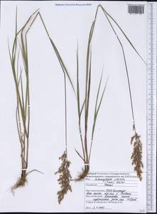 Calamagrostis stricta (Timm) Koeler, America (AMER) (United States)