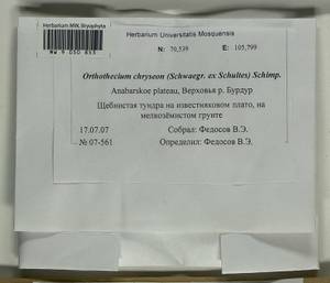 Orthothecium chryseon (Schwägr.) Schimp., Bryophytes, Bryophytes - Krasnoyarsk Krai, Tyva & Khakassia (B17) (Russia)