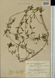 Trigonella procumbens (Besser)Rchb., Eastern Europe, Moldova (E13a) (Moldova)