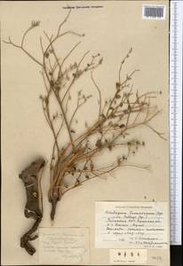 Heliotropium dasycarpum subsp. transoxanum (Bunge) H. Akhani & H. Förther, Middle Asia, Syr-Darian deserts & Kyzylkum (M7) (Uzbekistan)