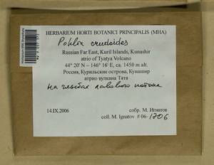 Pohlia crudoides (Sull. & Lesq.) Broth., Bryophytes, Bryophytes - Russian Far East (excl. Chukotka & Kamchatka) (B20) (Russia)