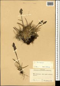 Poa alpina L., Caucasus, South Ossetia (K4b) (South Ossetia)