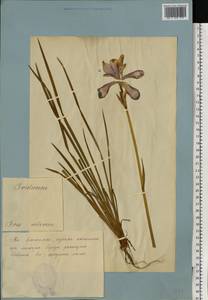 Iris sibirica L., Eastern Europe, Estonia (E2c) (Estonia)
