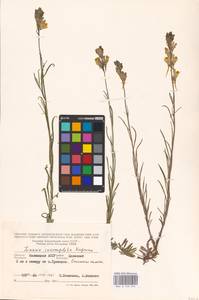 MHA 0 159 293, Linaria macroura (M. Bieb.) M. Bieb., Eastern Europe, Lower Volga region (E9) (Russia)