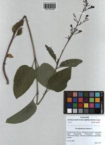 Scrophularia nodosa L., Siberia, Altai & Sayany Mountains (S2) (Russia)