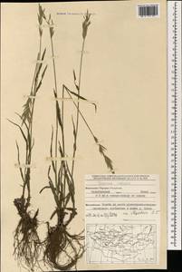 Bromus inermis Leyss., Mongolia (MONG) (Mongolia)
