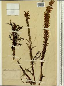 Pedicularis elata Willd., Siberia (no precise locality) (S0) (Russia)