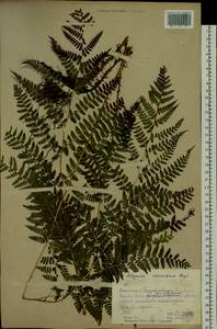 Diplazium sibiricum (Turcz. ex Kunze) Sa.Kurata, Siberia, Altai & Sayany Mountains (S2) (Russia)
