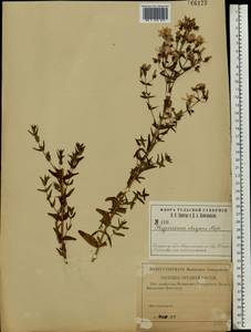 Hypericum elegans Steph. ex Willd., Eastern Europe, Central region (E4) (Russia)