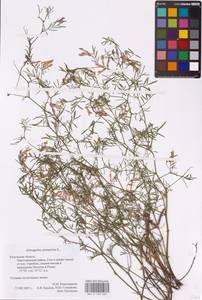 Astragalus arenarius L., Eastern Europe, Central region (E4) (Russia)