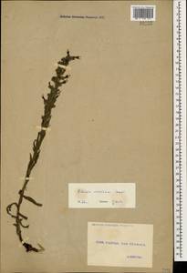 Pontechium maculatum (L.) Böhle & Hilger, Caucasus, Georgia (K4) (Georgia)