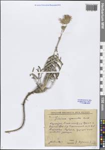 Jurinea cyanoides (L.) Rchb., Middle Asia, Caspian Ustyurt & Northern Aralia (M8) (Kazakhstan)