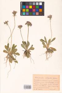 Primula algida Adams, Caucasus, Stavropol Krai, Karachay-Cherkessia & Kabardino-Balkaria (K1b) (Russia)