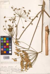 Heracleum sphondylium subsp. sibiricum (L.) Simonk., Eastern Europe, Lower Volga region (E9) (Russia)