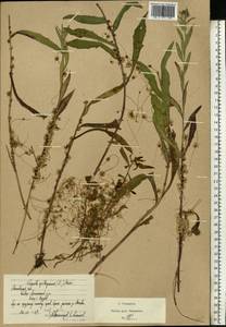 Cuscuta epithymum (L.) L., Eastern Europe, Moscow region (E4a) (Russia)