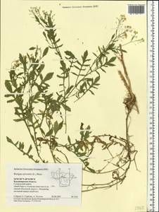 Rorippa sylvestris (L.) Besser, Eastern Europe, Central region (E4) (Russia)