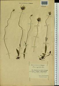 Arnica intermedia Turcz., Siberia, Chukotka & Kamchatka (S7) (Russia)