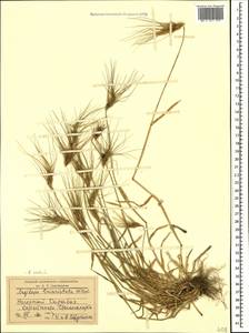 Aegilops neglecta Req. ex Bertol., Caucasus, Azerbaijan (K6) (Azerbaijan)