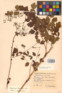 Thalictrum minus subsp. thunbergii (DC.) Vorosch., Siberia, Russian Far East (S6) (Russia)