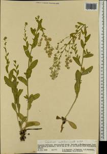 Lepidium amplexicaule Willd., Mongolia (MONG) (Mongolia)