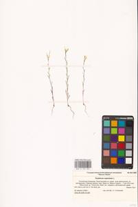 Erysimum repandum L., Eastern Europe, Lower Volga region (E9) (Russia)