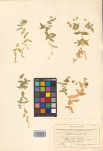 Stellaria ruscifolia Pall. ex D. F. K. Schltdl., Siberia, Russian Far East (S6) (Russia)