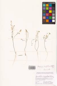 Meniocus linifolius (Stephan ex Willd.) DC., Eastern Europe, Rostov Oblast (E12a) (Russia)