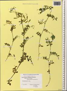 Vicia sativa subsp. nigra (L.)Ehrh., Caucasus, Black Sea Shore (from Novorossiysk to Adler) (K3) (Russia)