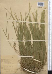 Agrostis, Middle Asia, Northern & Central Kazakhstan (M10) (Kazakhstan)