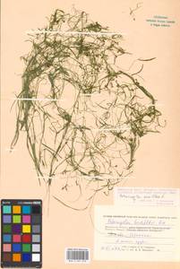 Potamogeton pusillus L., Eastern Europe, Moscow region (E4a) (Russia)