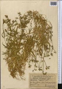 Dichodon maximum (L.) Á. Löve & D. Löve, Middle Asia, Northern & Central Tian Shan (M4) (Kazakhstan)