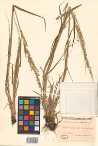 Beckmannia eruciformis (L.) Host, Eastern Europe, Estonia (E2c) (Estonia)