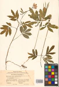 Cardamine quinquefolia (M.Bieb.) Schmalh., Eastern Europe, North Ukrainian region (E11) (Ukraine)