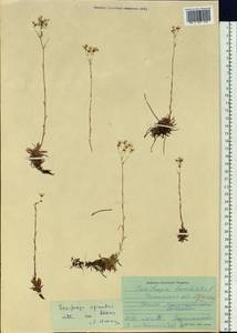 Saxifraga bronchialis subsp. bronchialis, Siberia, Baikal & Transbaikal region (S4) (Russia)