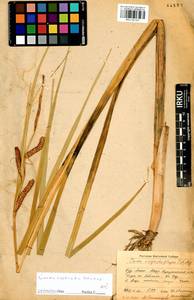Carex utriculata Boott, Siberia, Baikal & Transbaikal region (S4) (Russia)