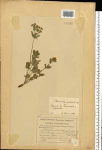 Potentilla humifusa Willd., Eastern Europe, Middle Volga region (E8) (Russia)
