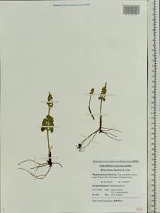 Botrychium lunaria (L.) Sw., Eastern Europe, Northern region (E1) (Russia)