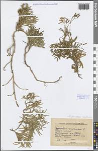 Diphasiastrum complanatum (L.) Holub, Siberia, Yakutia (S5) (Russia)