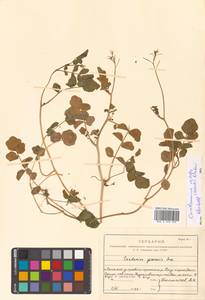 Cardamine yezoensis Maxim., Siberia, Russian Far East (S6) (Russia)