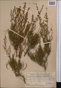 Spiraeanthus schrenckianus (C. A. Mey.) Maxim., Middle Asia, Western Tian Shan & Karatau (M3) (Kazakhstan)