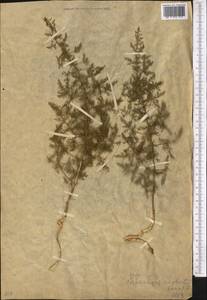 Asparagus neglectus Kar. & Kir., Middle Asia, Western Tian Shan & Karatau (M3) (Not classified)
