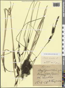 Carex acuta L., Caucasus, Armenia (K5) (Armenia)