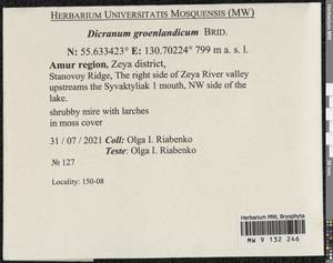 Dicranum groenlandicum Brid., Bryophytes, Bryophytes - Russian Far East (excl. Chukotka & Kamchatka) (B20) (Russia)