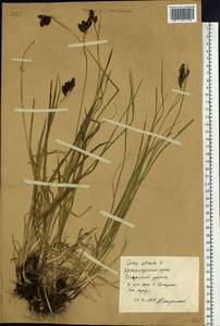 Carex caucasica subsp. caucasica, Siberia, Central Siberia (S3) (Russia)